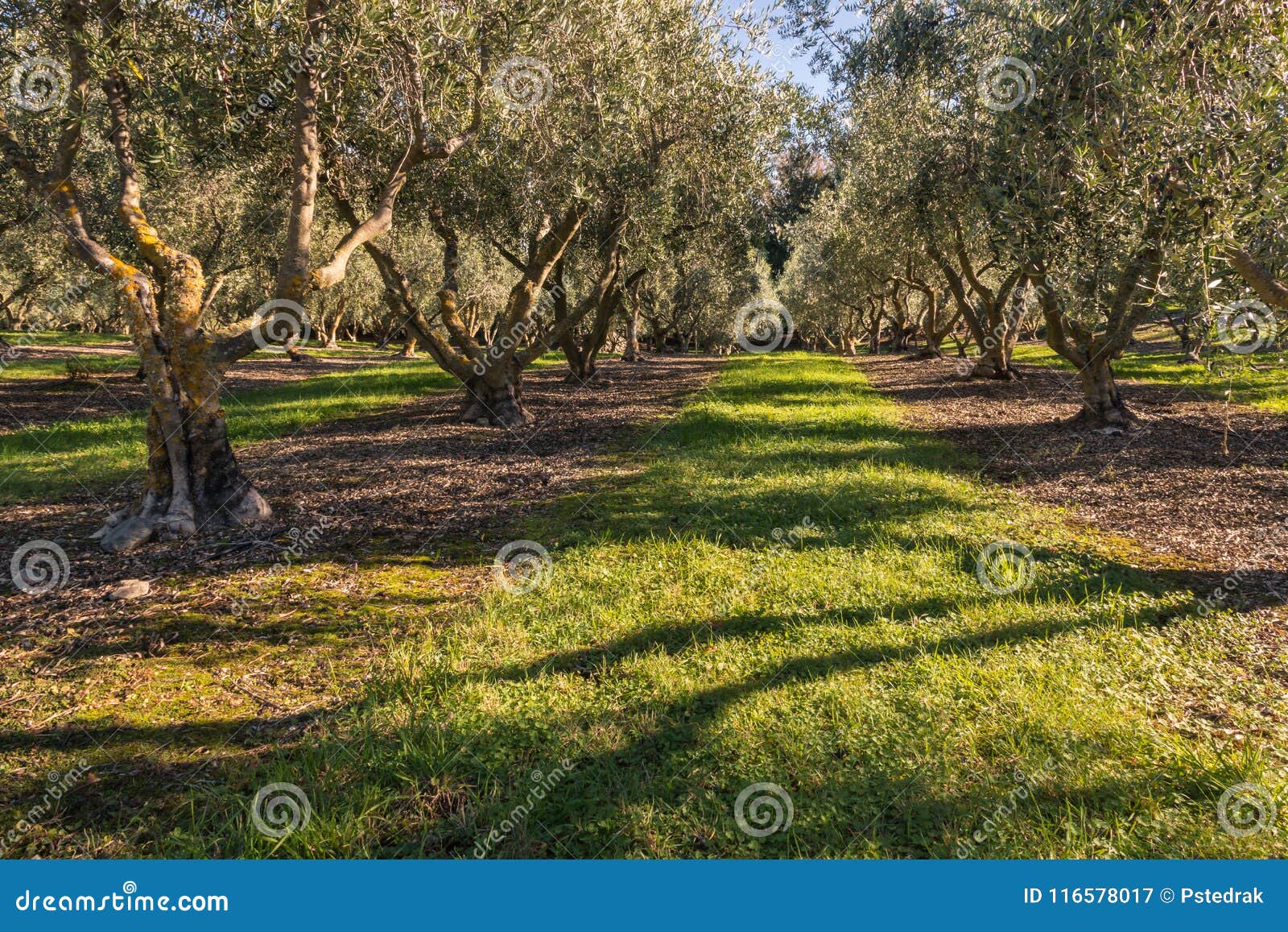 Olive Grove with Mature Olive Trees in Autumn Stock Image Image of