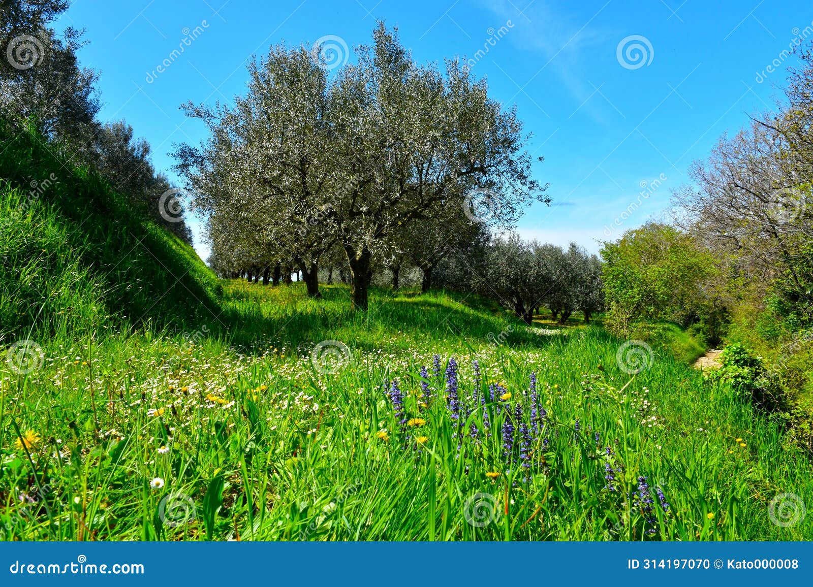 olive grove and a meadow with white and blue flowers