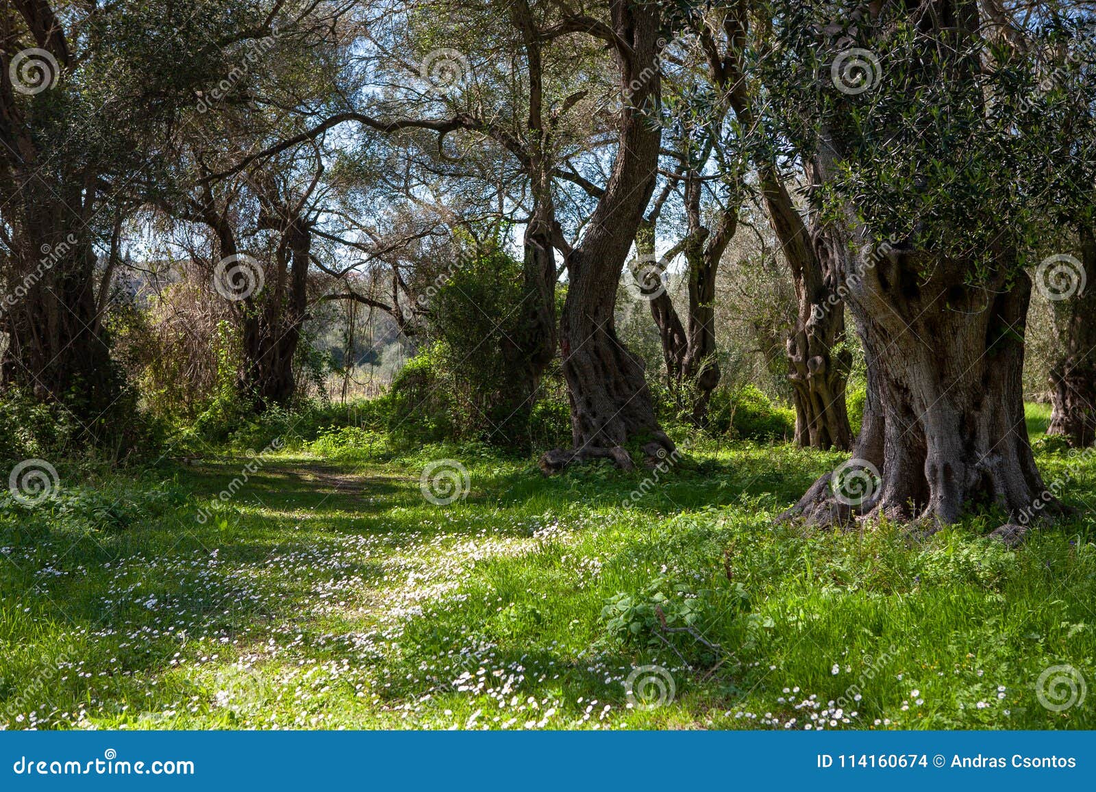 olive grove with a small meadow and white flowers in corfu