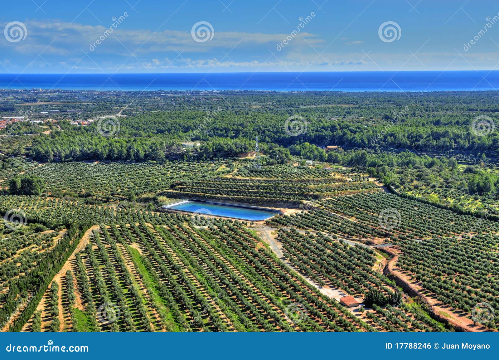 olive groves in costa daurada, spain