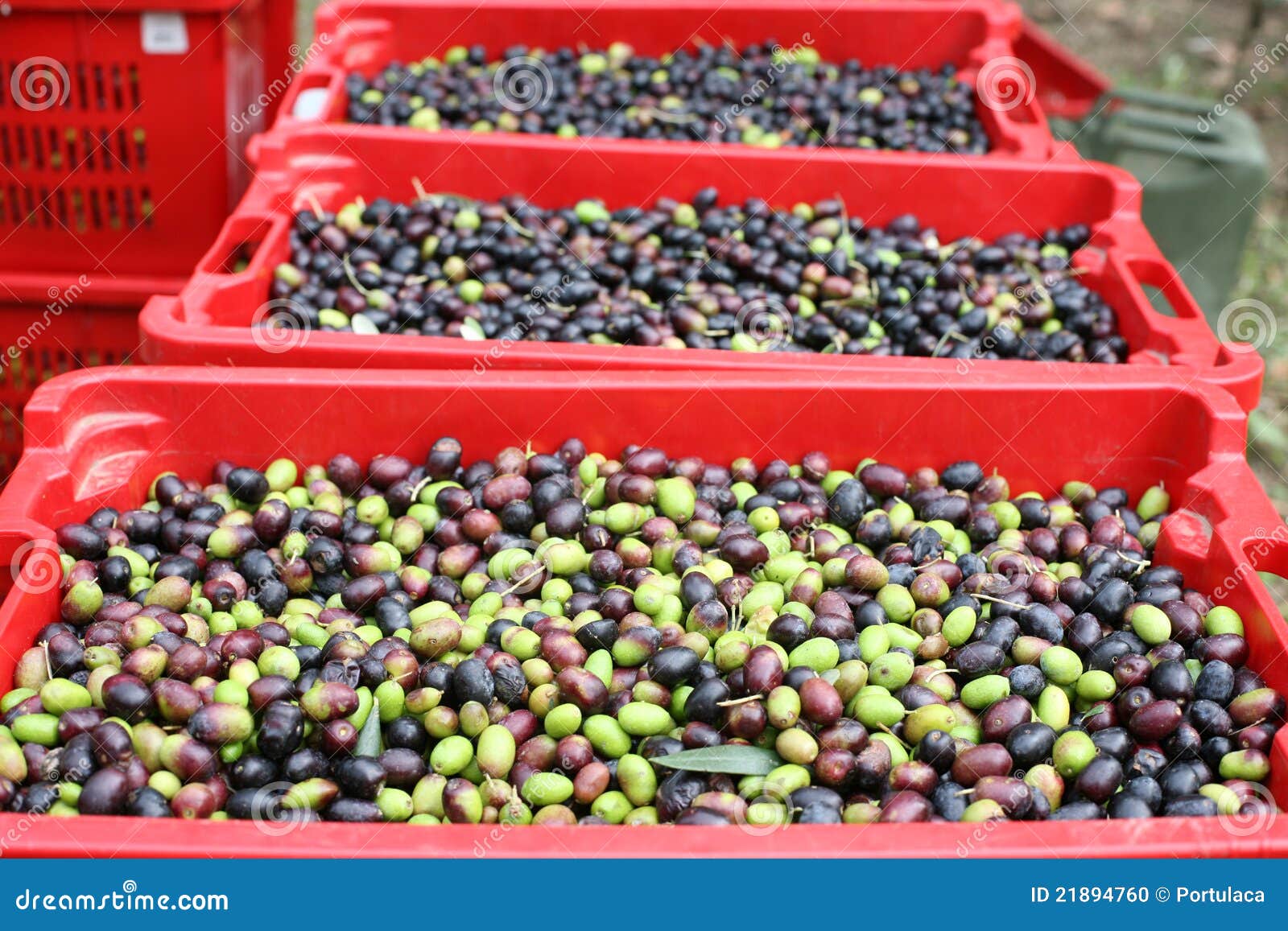 The olive harvest stock photo. Image of tree, peaceful 21894760