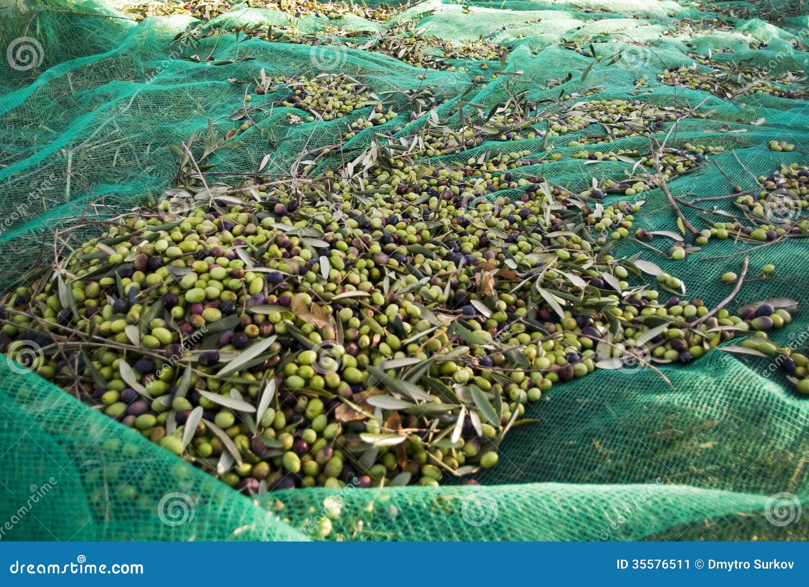 Olive harvest stock image. Image of garden, black, italy 35576511