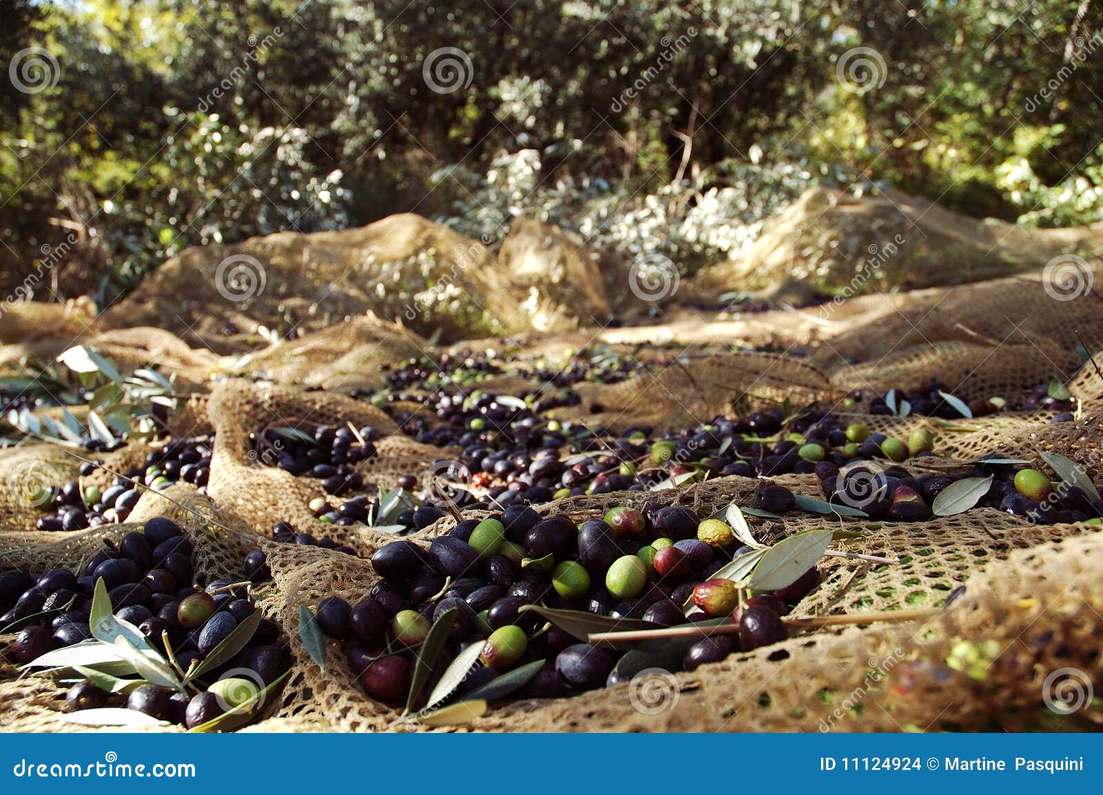 Olive Harvesting Tools. Olive Tree Full With Olives. Olive Branches With Fruits On Them. Royalty