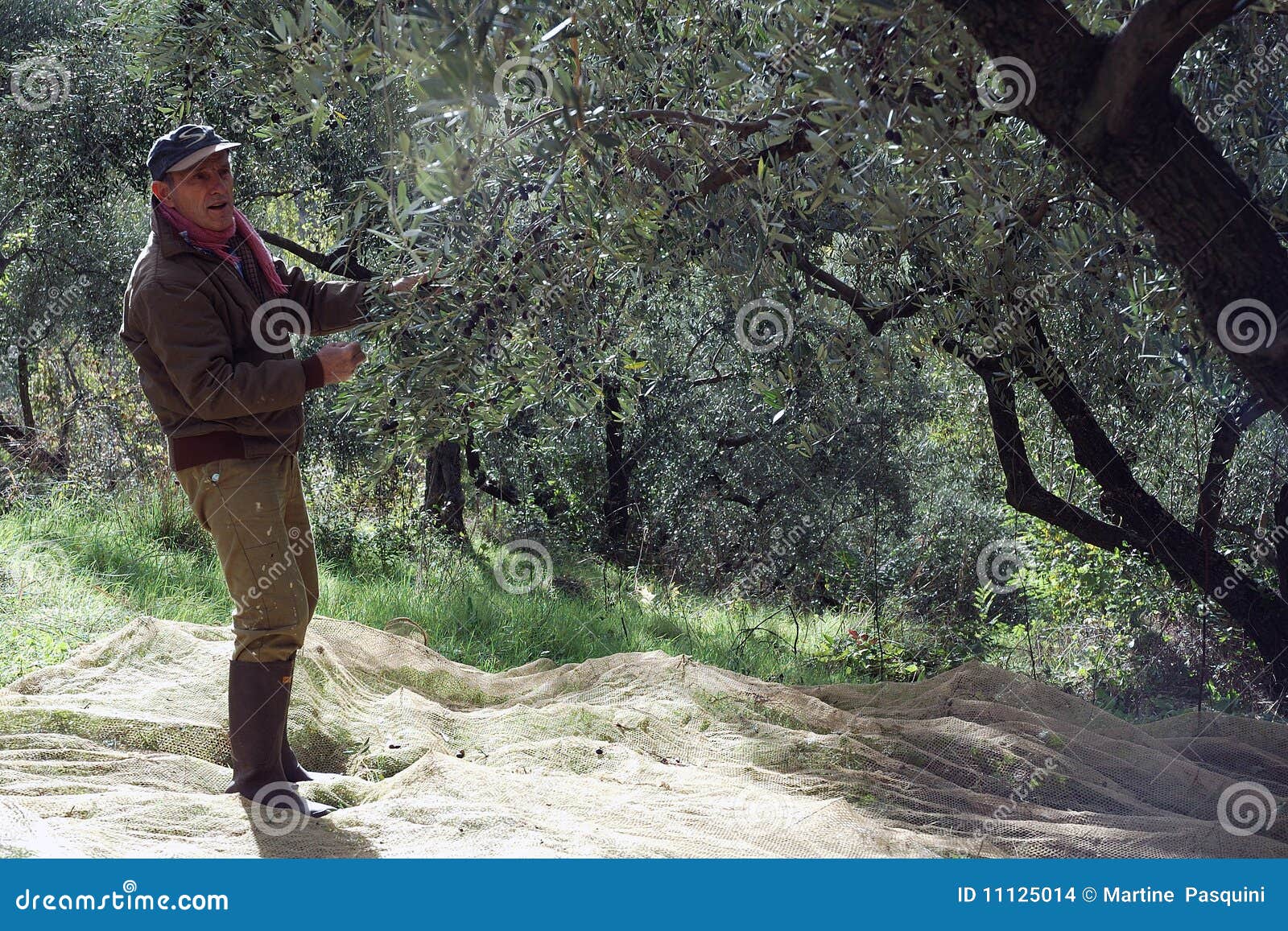 Olive harvesting stock photo. Image of country, woman 11125014