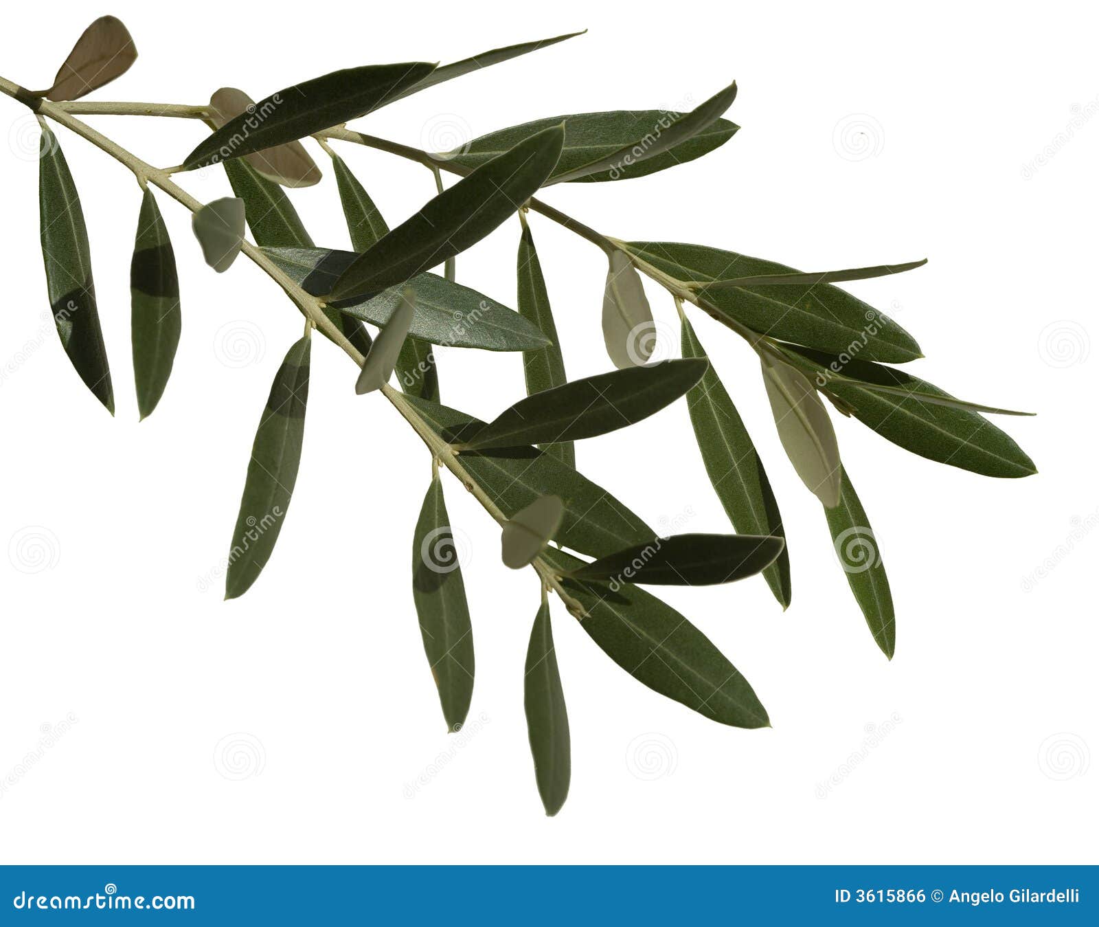 Olive leaves stock photo. Image of olive, food, green 3615866