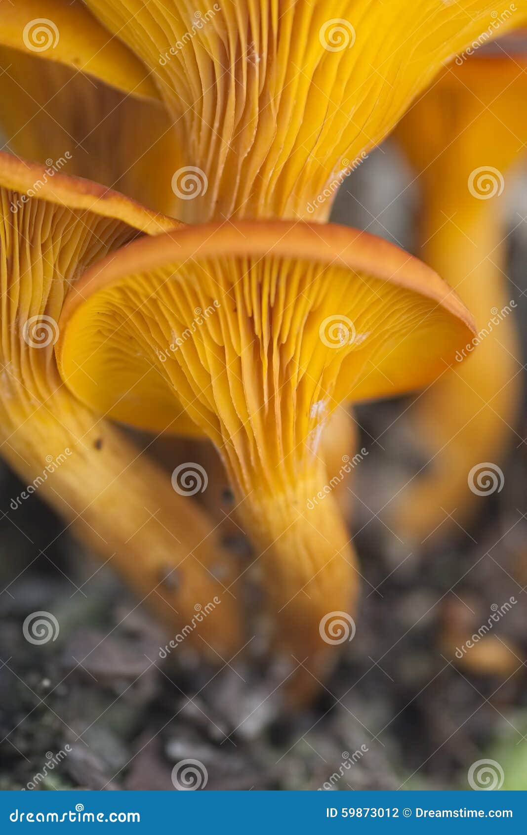 Olive mushroom stock photo. Image of andalusia, poisonous 59873012