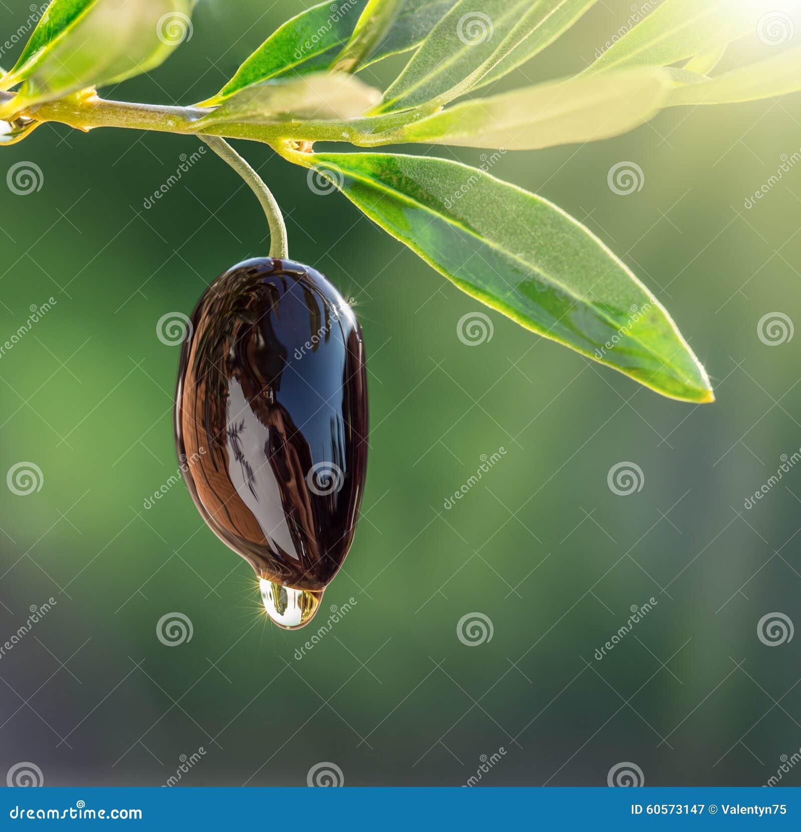 olive oil drops from the olive berry.