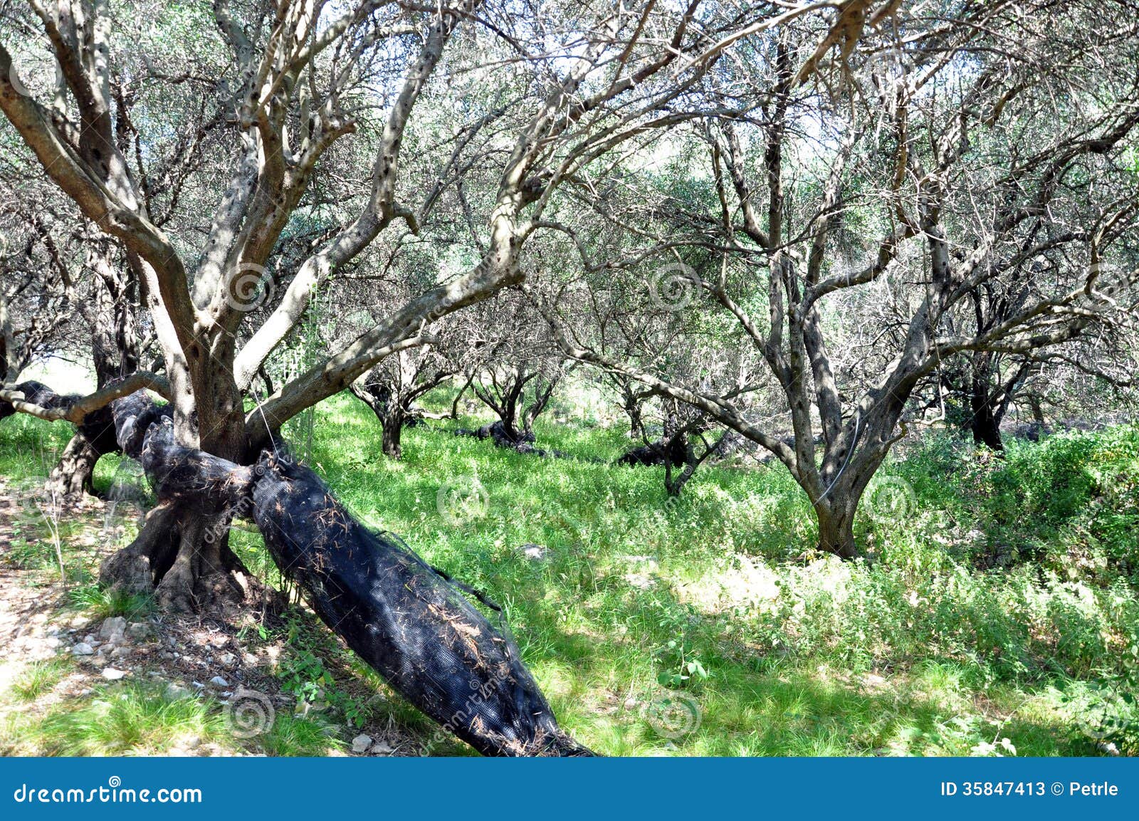 Olive orchard stock image. Image of wooden, rural, olive 35847413