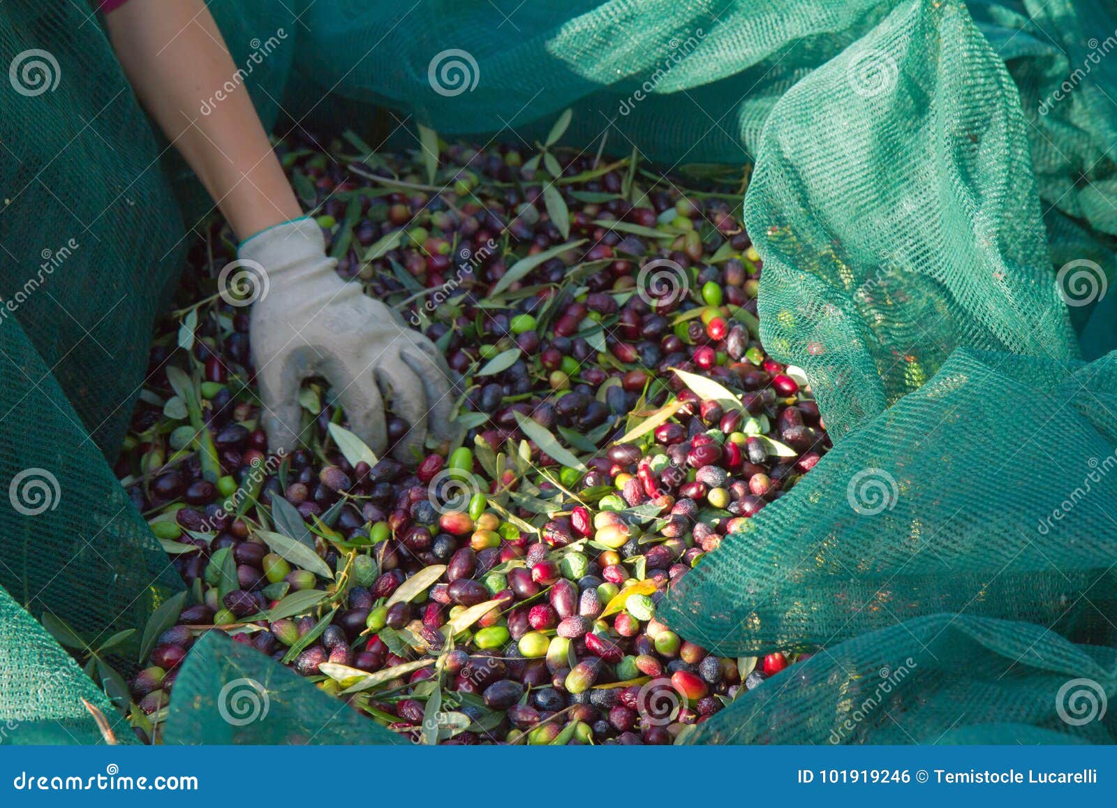 Workers Picking Olives in a Field Stock Photo Image of farm, nature