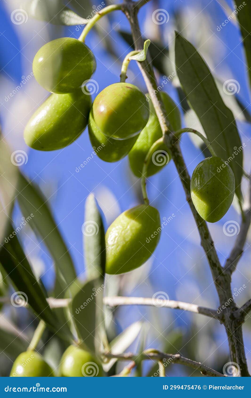 Olive Picking for Olive Oil Production. Cluseup of Green Olives, Tree
