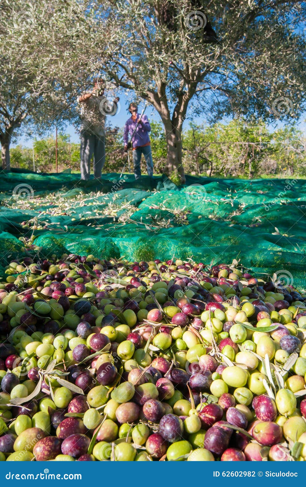Olive picking time stock photo. Image of picking, tree 62602982