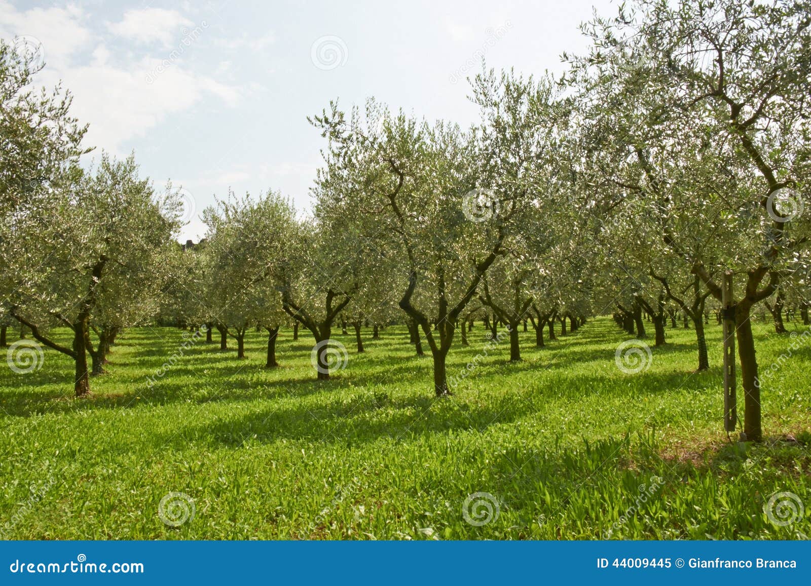olive plants