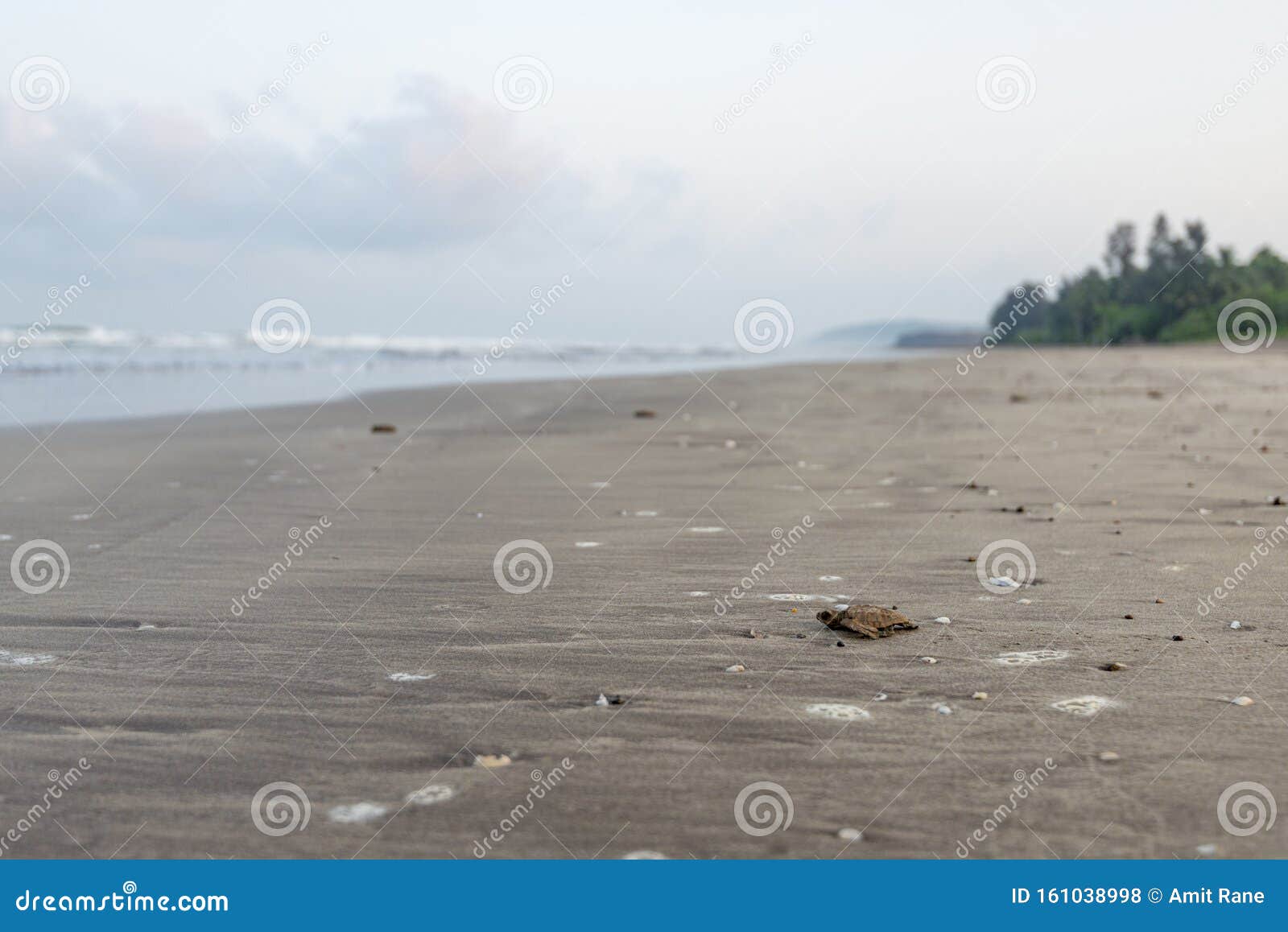 olive redley turtle baby freshly hatched and going to sea off anjarle coast,ratnagiri,maharashtra,india