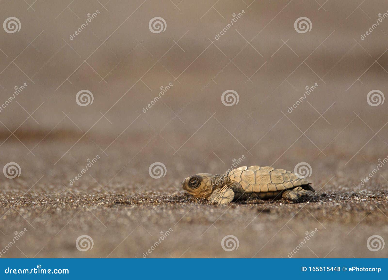 olive ridley turtle, lepidochelys olivacea, velas beach, ratnagiri, maharashtra