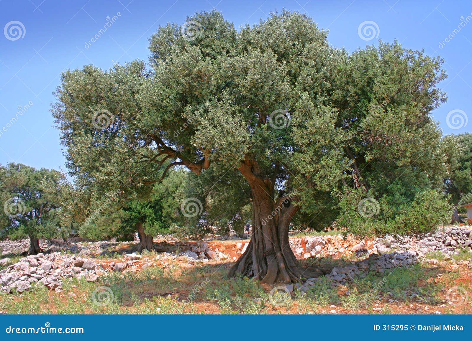 olive tree