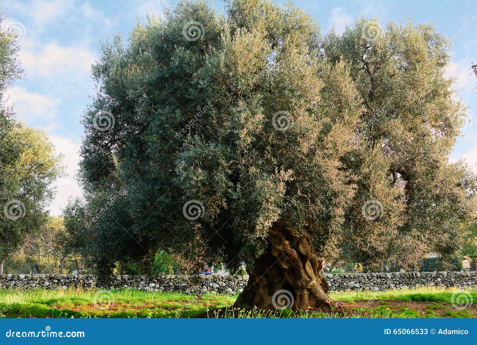 Olive Tree in Apulia (Italy) Stock Image Image of italy, landscape