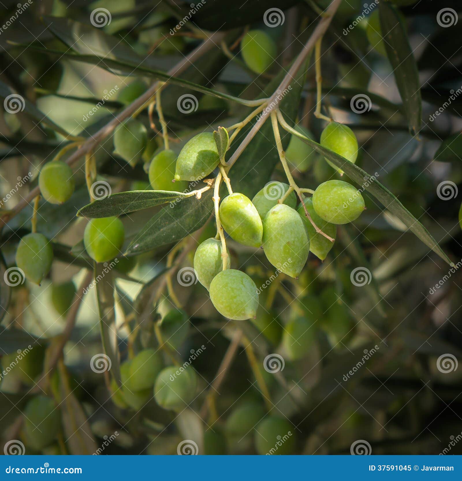 Olive tree branch stock image. Image of culture, fruit 37591045