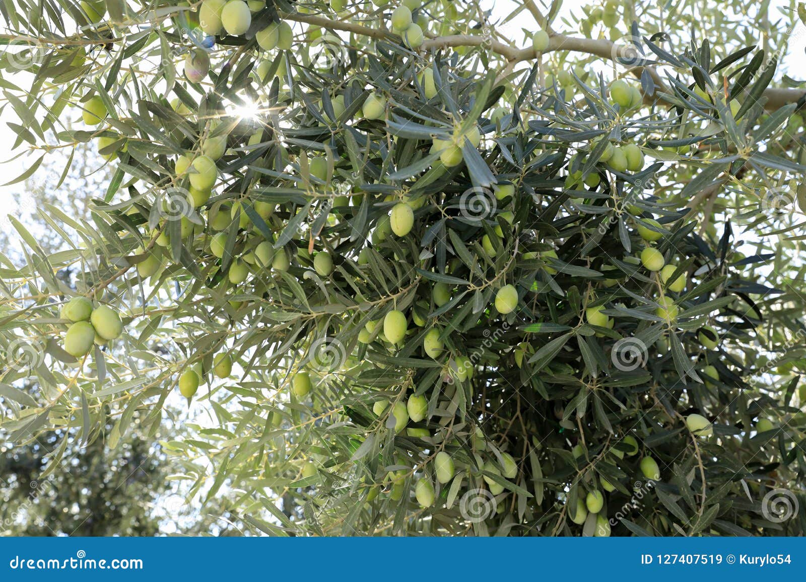 Olive Tree Branches with Green Olives before Harvesting. Stock Image