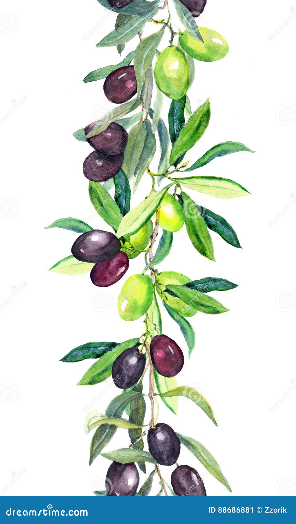 Olive Tree Branches. Watercolor Border Stripe Stock Illustration