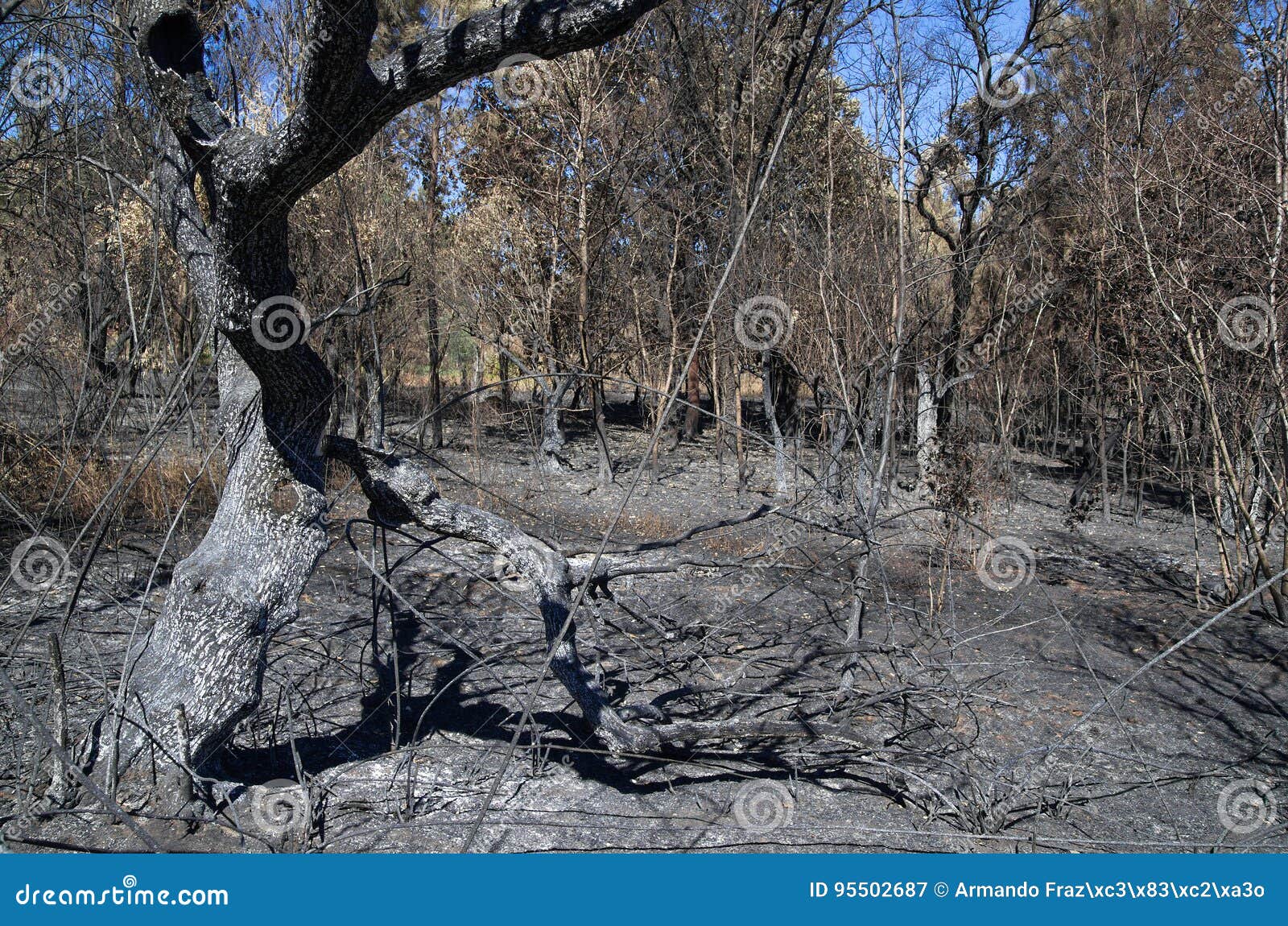 olive tree burnt and broken by forest fire - pedrogao grande