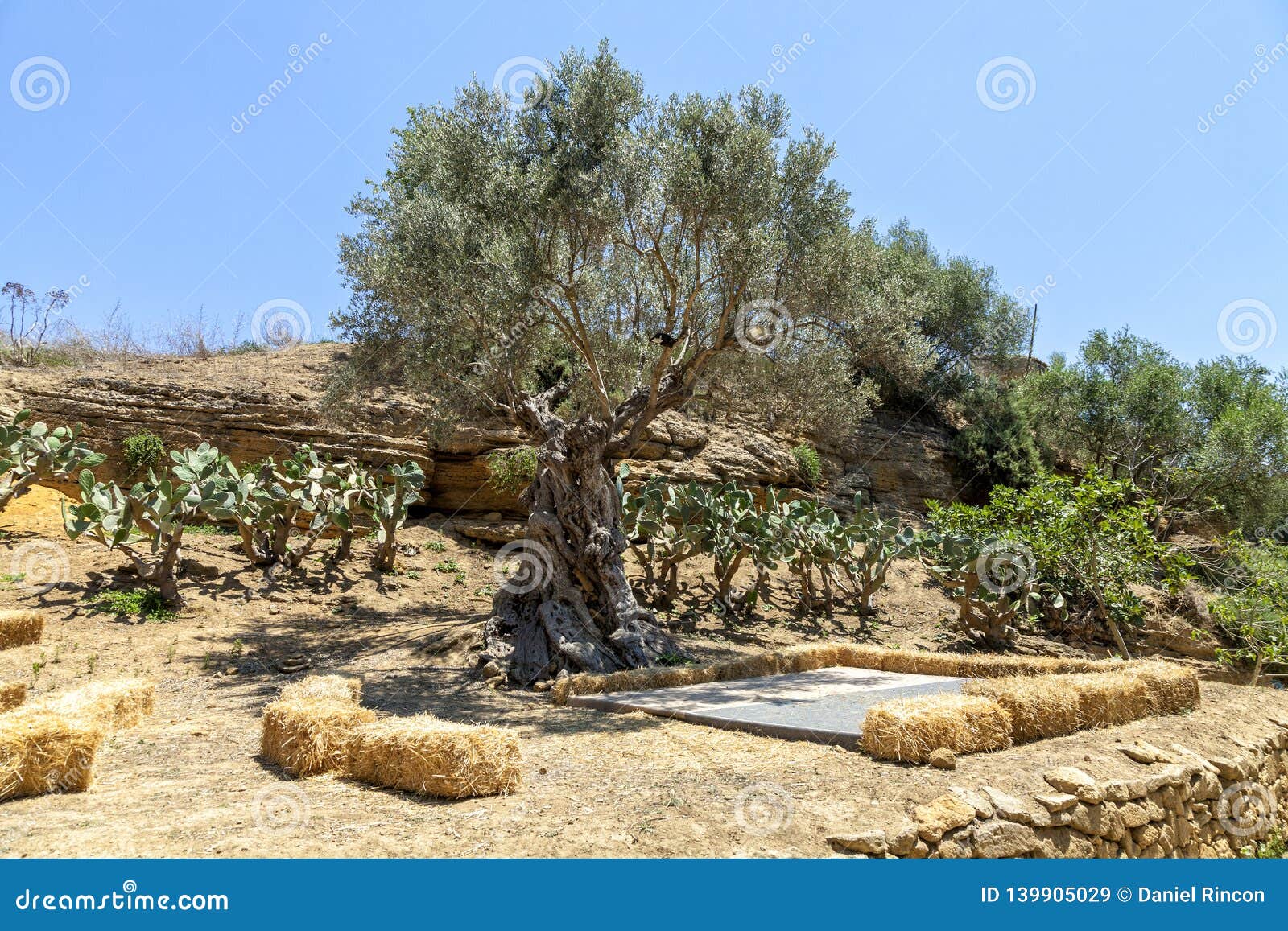 Olive Tree And Cactus In Kolymbetra Garden In The Valley Of The