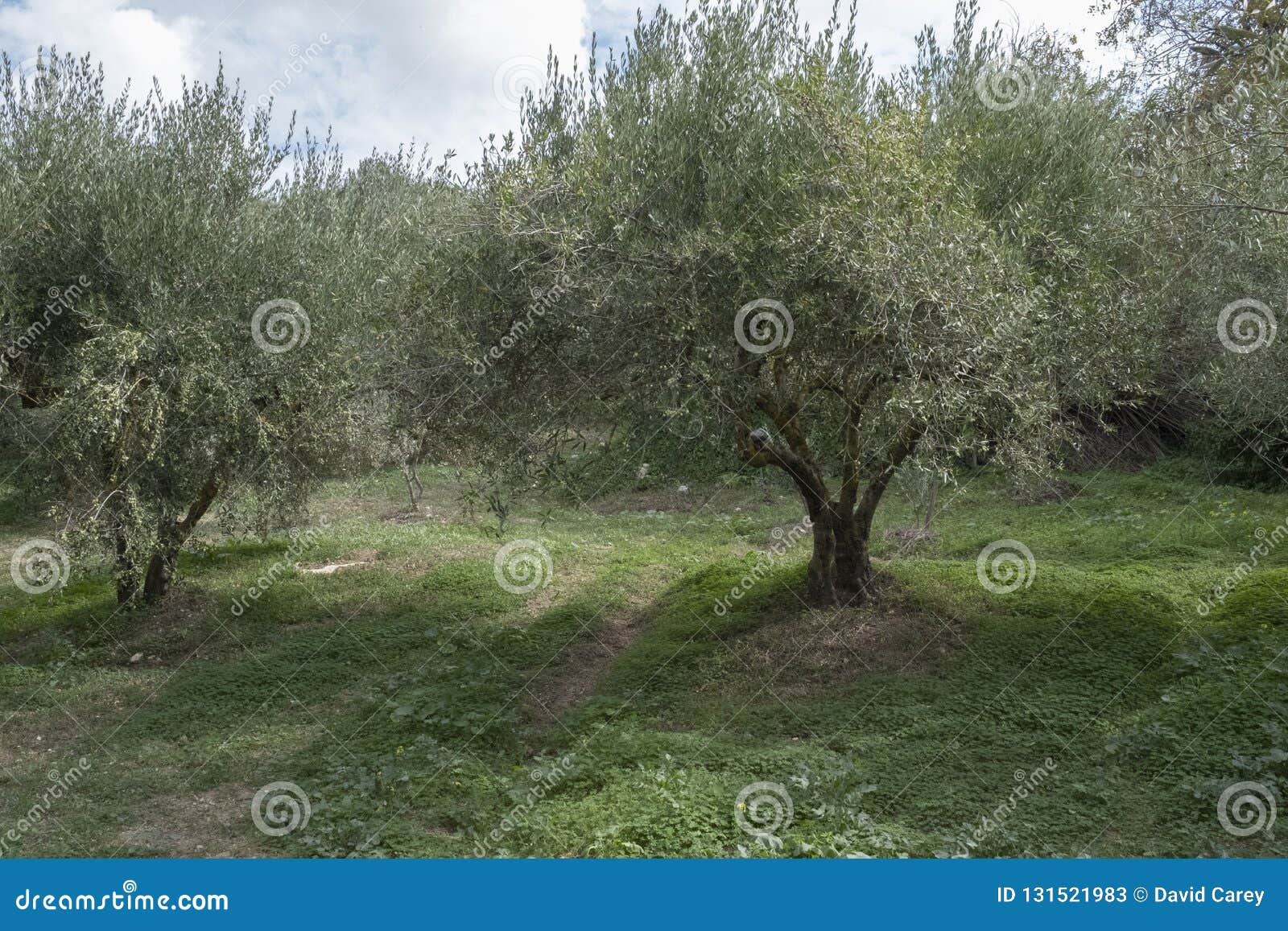 An Olive Tree Orchard in Archanes, Crete Stock Image Image of