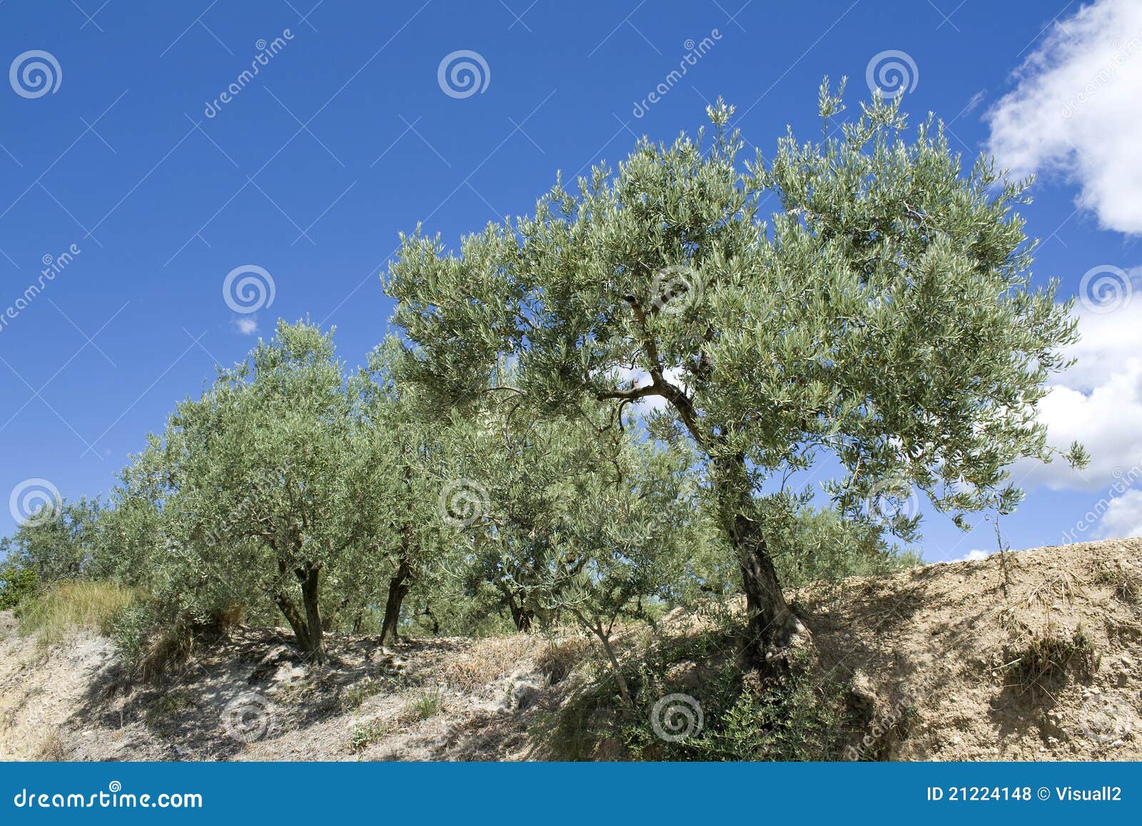 Olive Tree, Evergreen Tree. Stock Photo Image of summer, scene 21224148