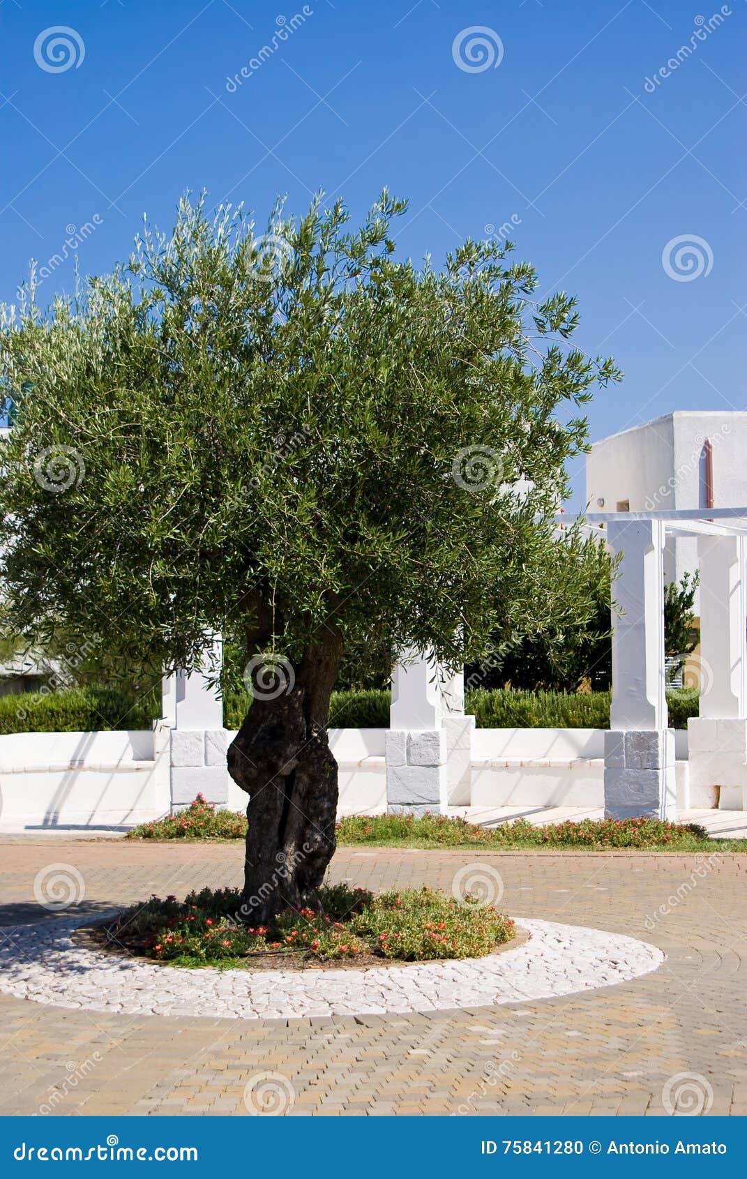 Olive tree in a farm stock photo. Image of olives, agriculture 75841280