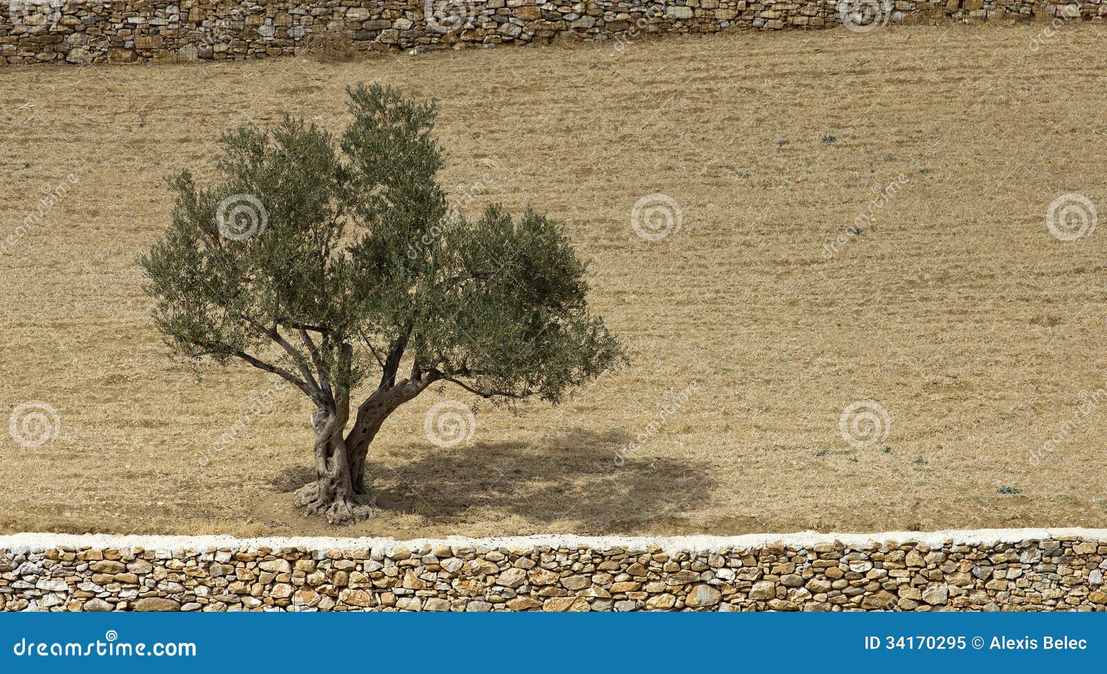 Olive tree stock image. Image of outdoor, farm, country 34170295