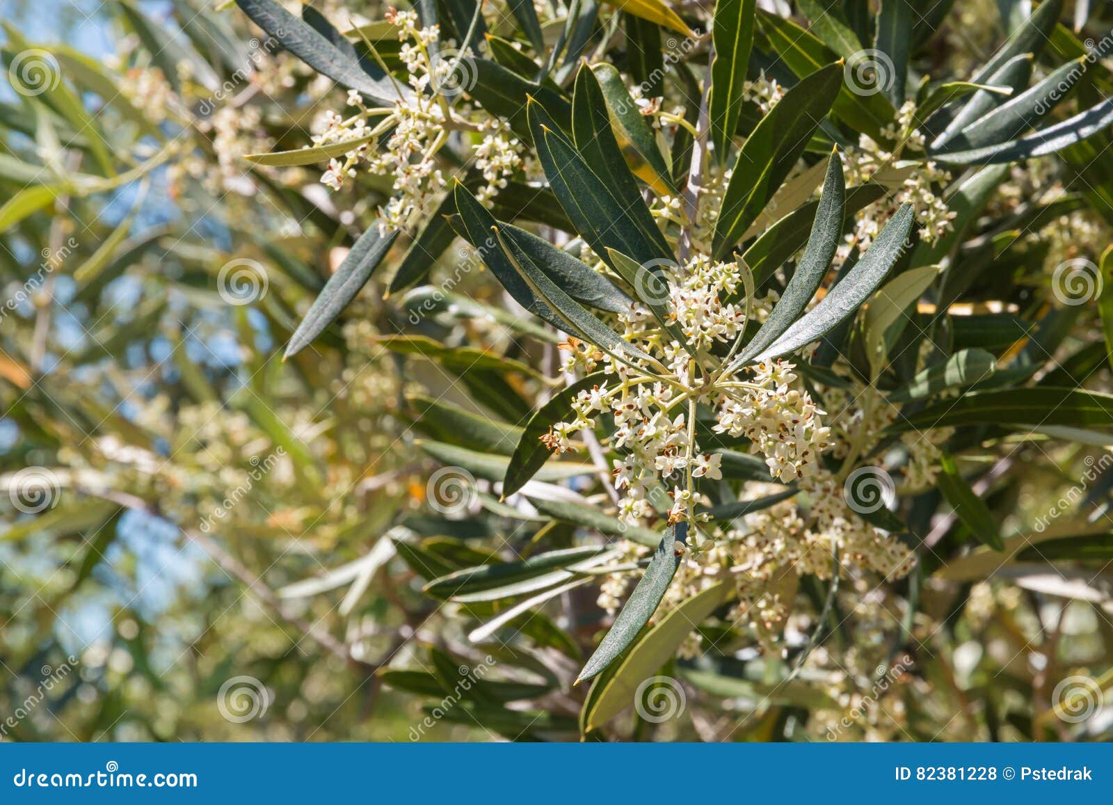 Olive Tree Flowers in Olive Grove Stock Photo Image of petals