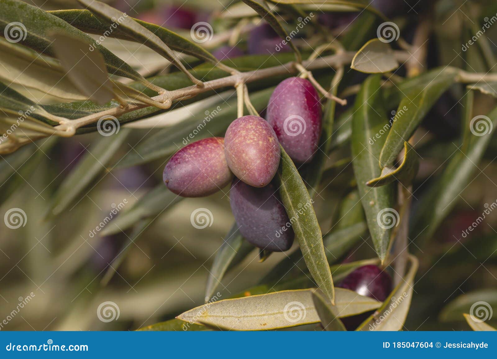 Olive Tree Fruits Growing in the Tree Stock Photo Image of foliage