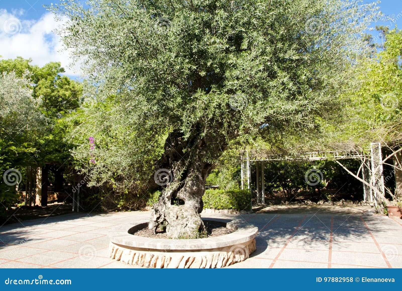 Olive Tree in Garden at Island Majorca, Balearic Islands, Spain. Stock