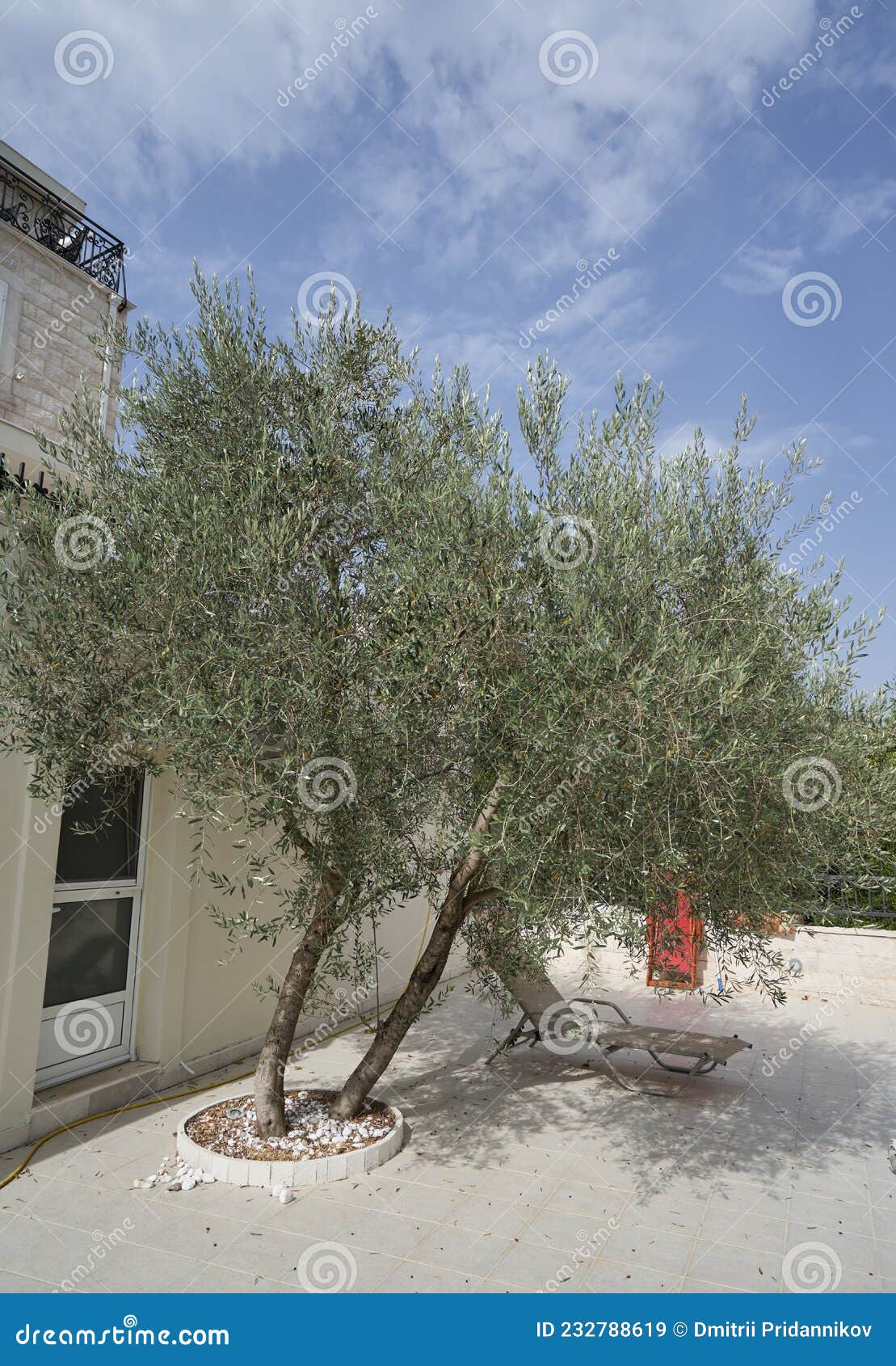 Olive Tree Grows Near the House Stock Image Image of tiles, green