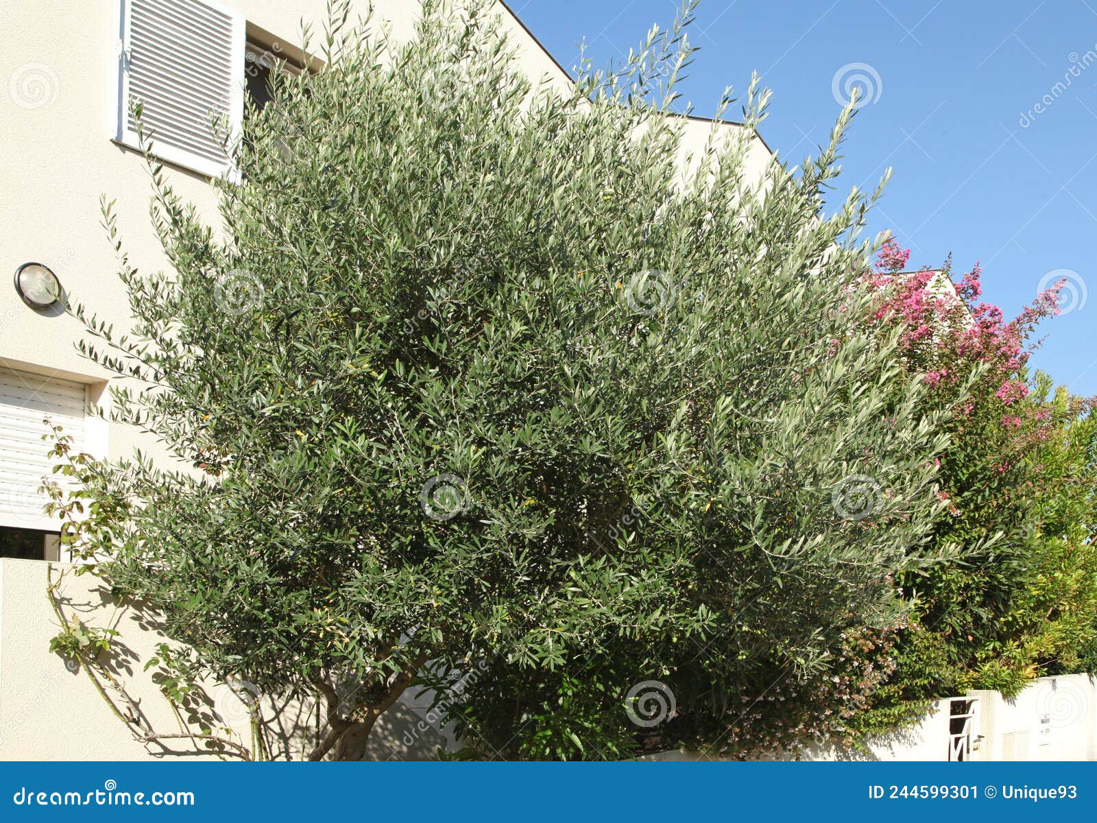 Olive tree in a hedge stock image. Image of lavender 244599301