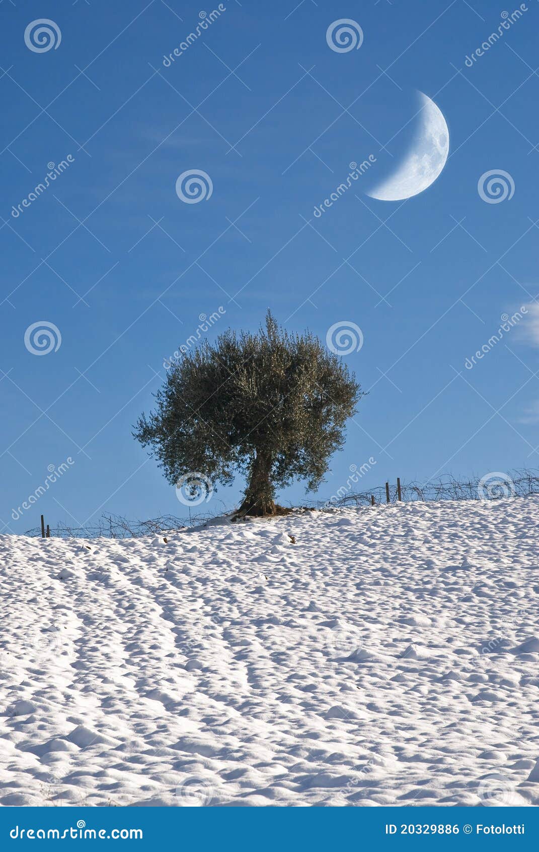 Olive Tree Isolated with Snow and Moon Stock Photo Image of