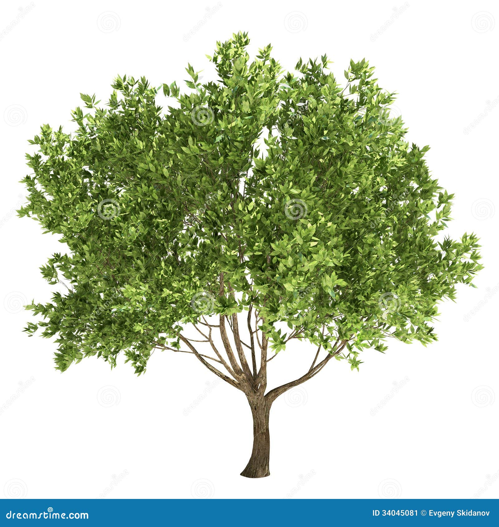 clip art olive tree - photo #42