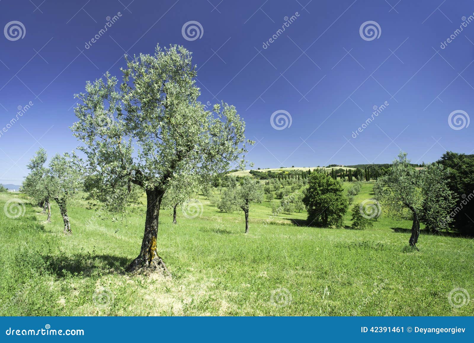 Olive tree in Italy stock image. Image of cypress, culture 42391461