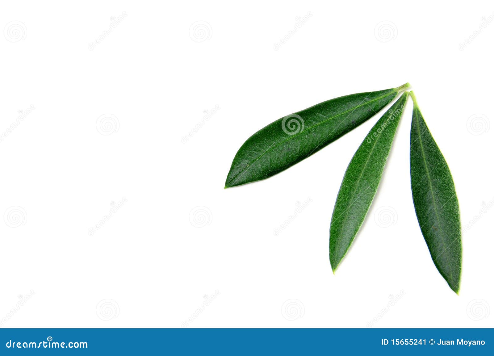 Olive tree leaves stock image. Image of plantation, plant 15655241