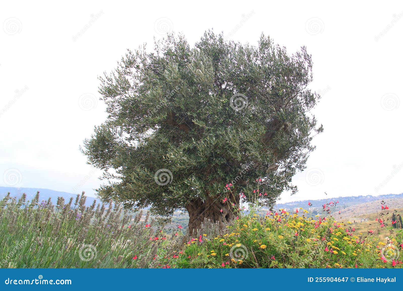 Olive Tree, Lebanon stock image. Image of environment 255904647