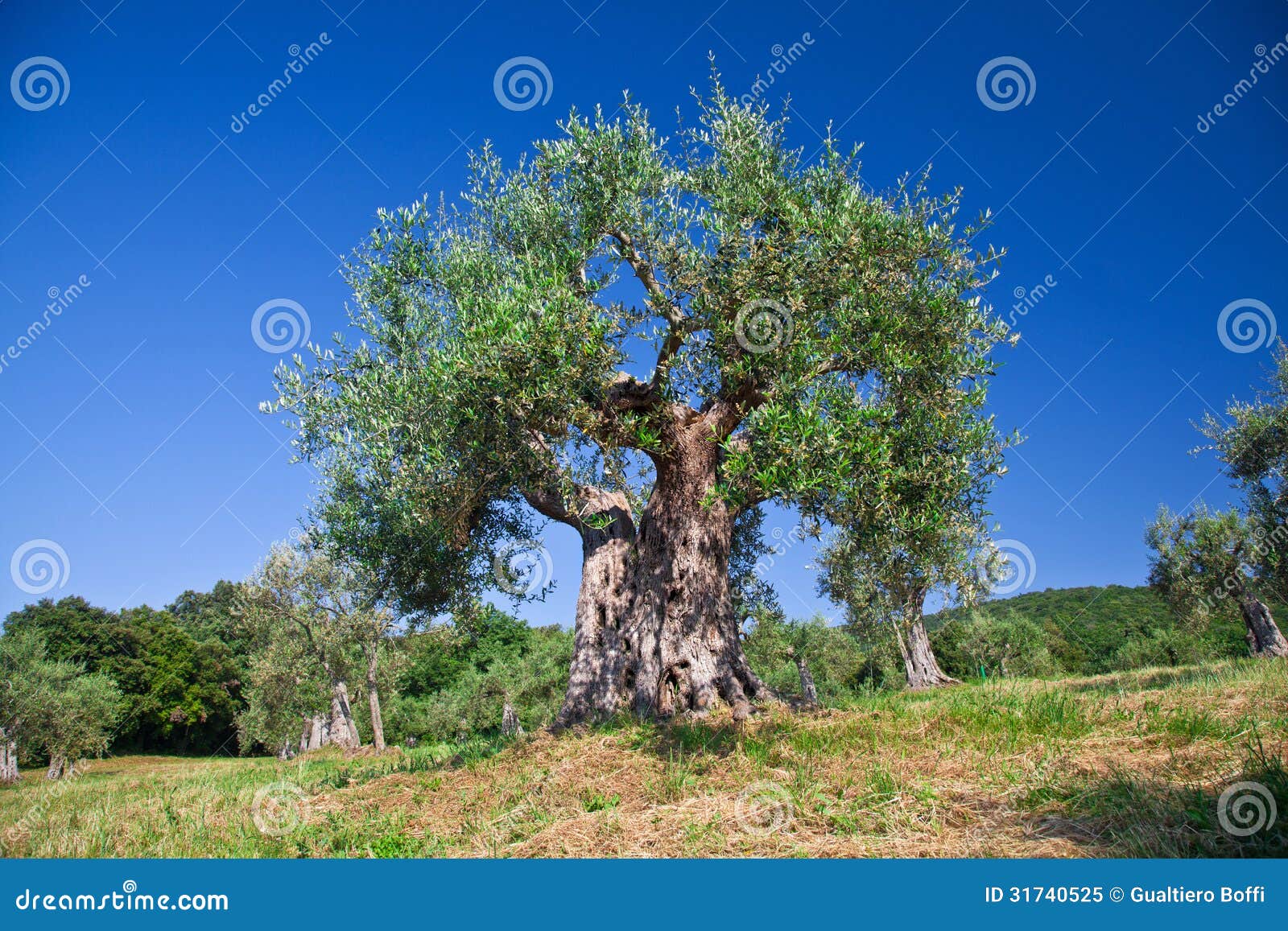 Olive tree stock image. Image of italy, country, mediterranean 31740525