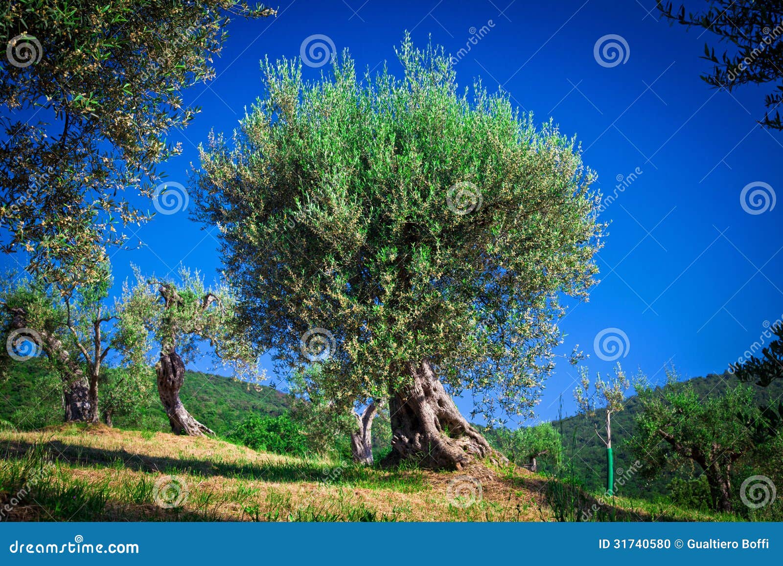 Olive tree stock photo. Image of olivetree, italy, tree 31740580