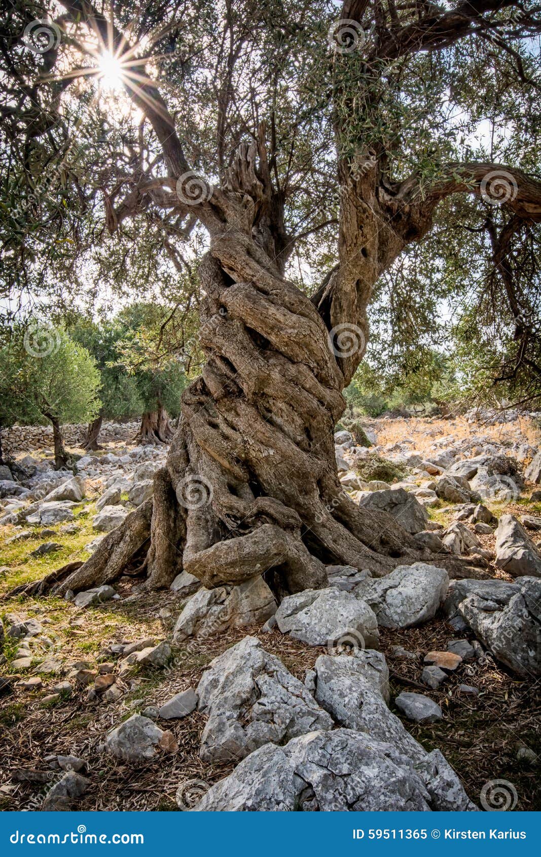 Olive Tree Olea Europaea Ii Stock Image Image Of Olea