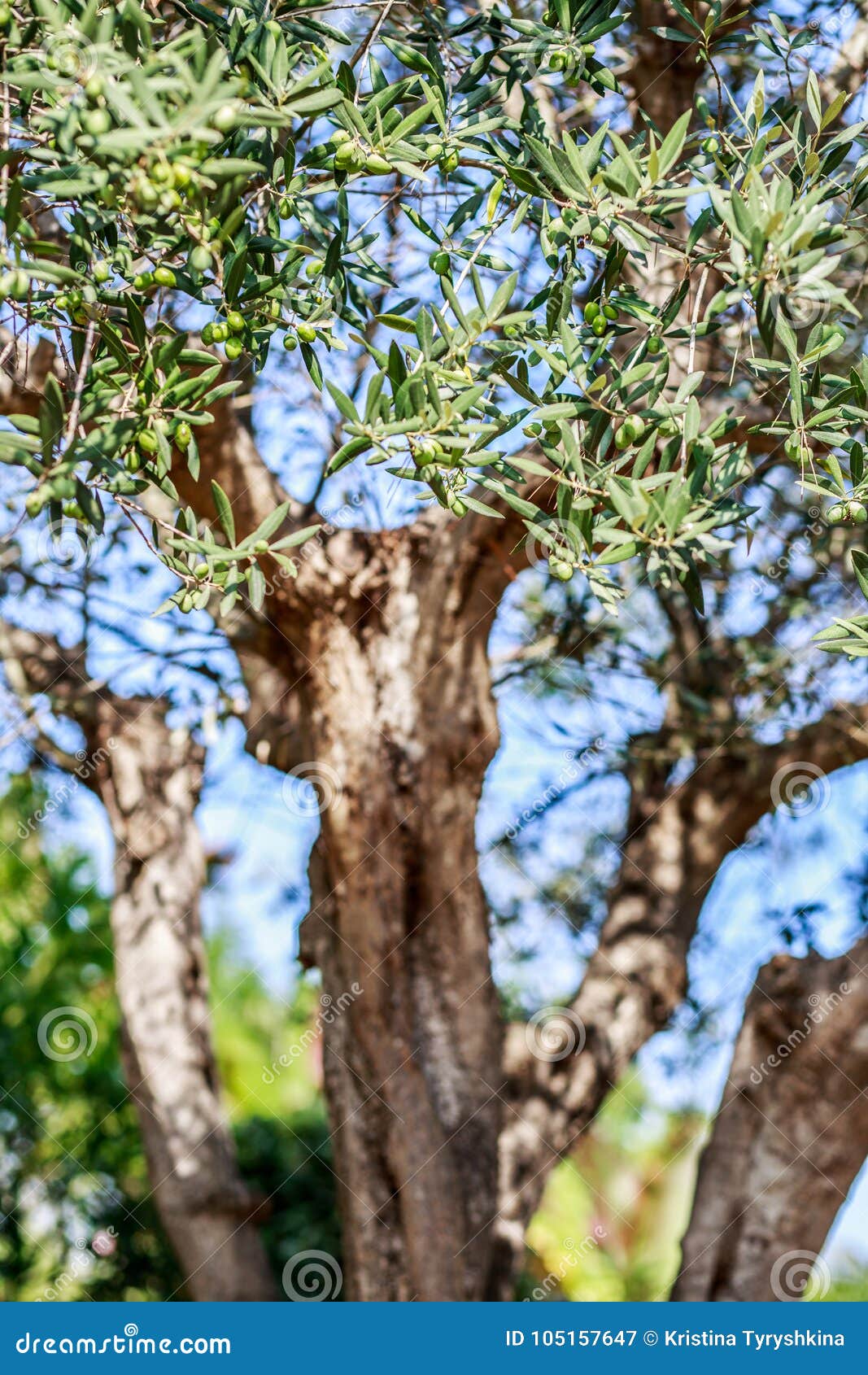 Olive Tree. Olives on Olive Tree Branch Stock Image Image of