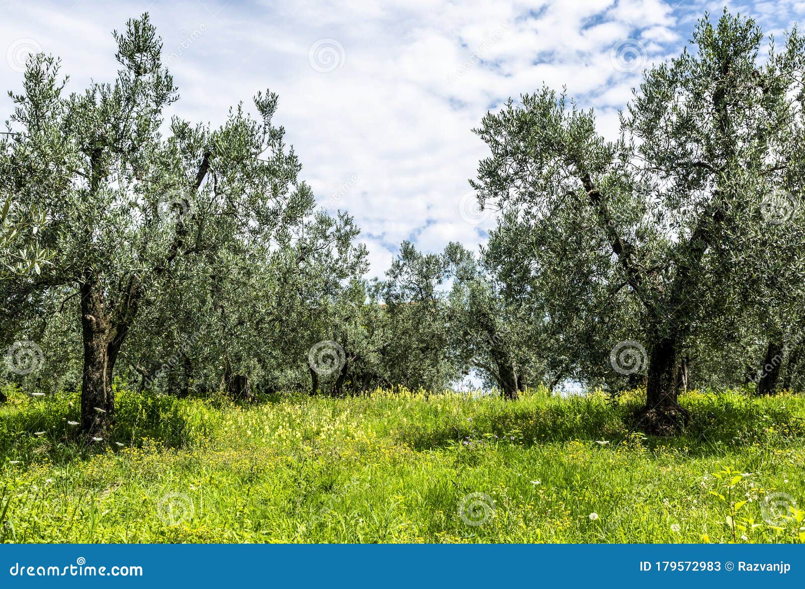 Olive Tree Orchard stock image. Image of flora, harvest 179572983