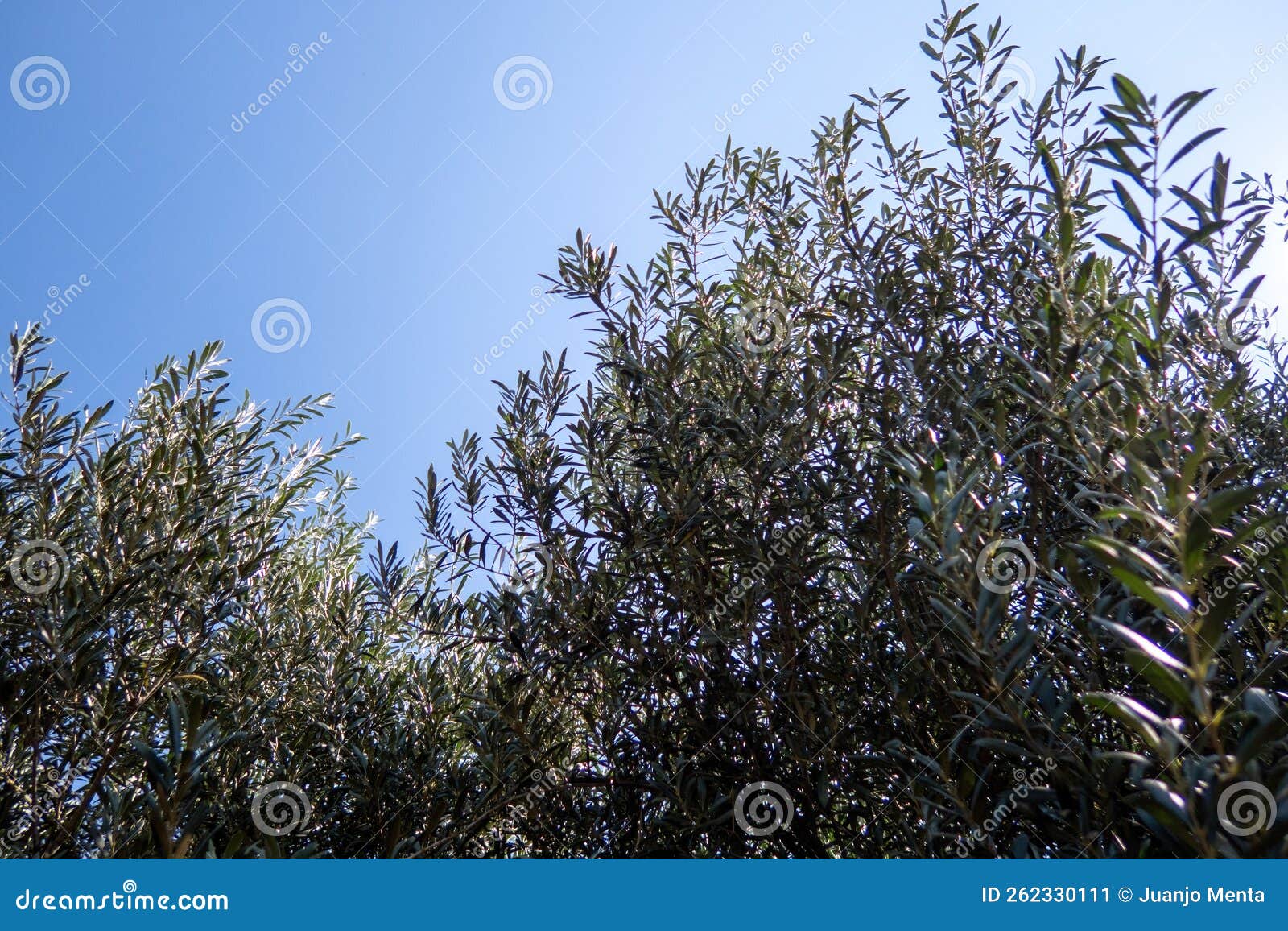 Olive Tree in Plantation in Mexico Stock Image Image of farming