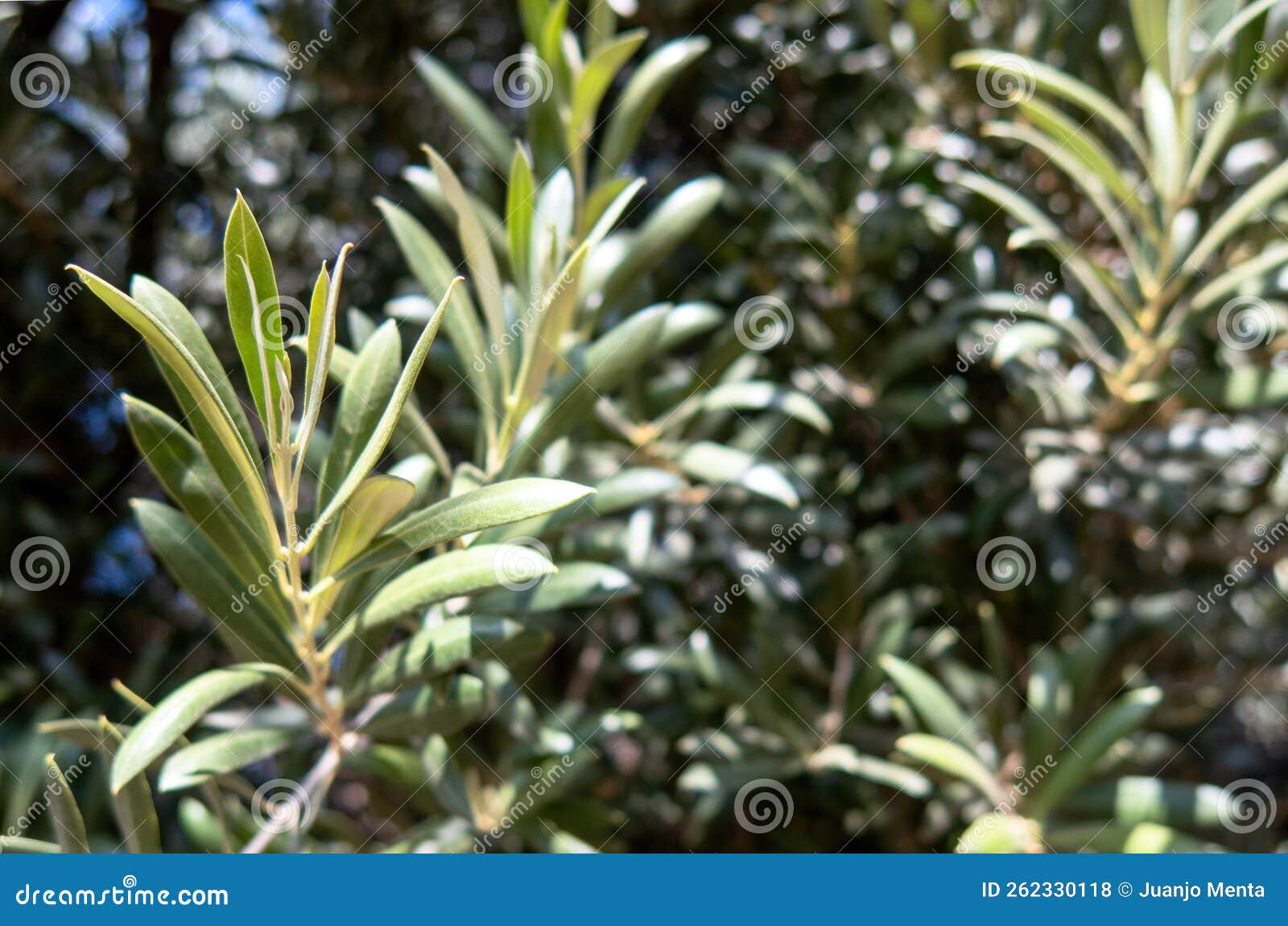 Olive Tree in Plantation in Mexico Stock Photo Image of branch, fruit