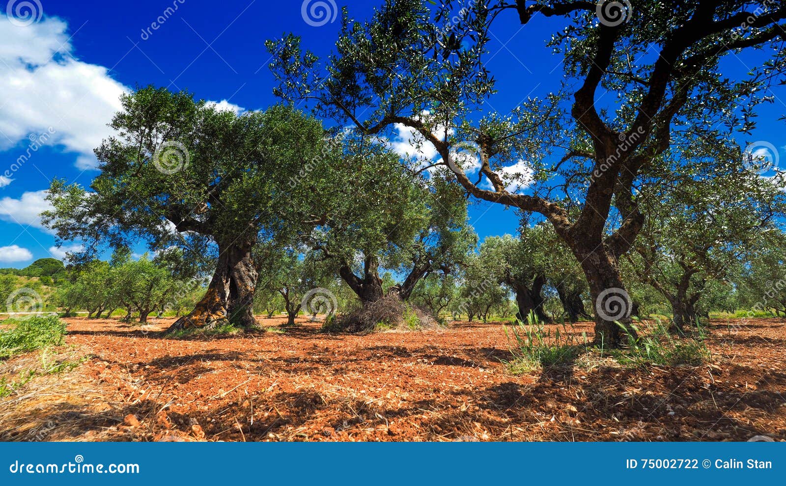 olive tree plantation. olea europaea bothanical name. european o