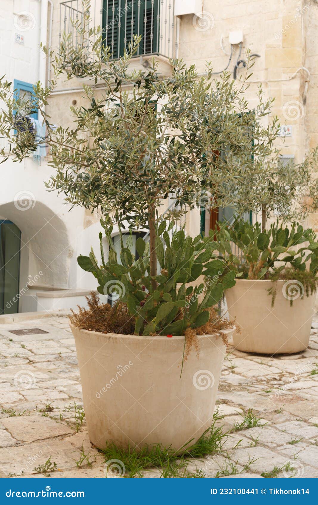 Olive tree in a pot stock image. Image of green, agave 232100441