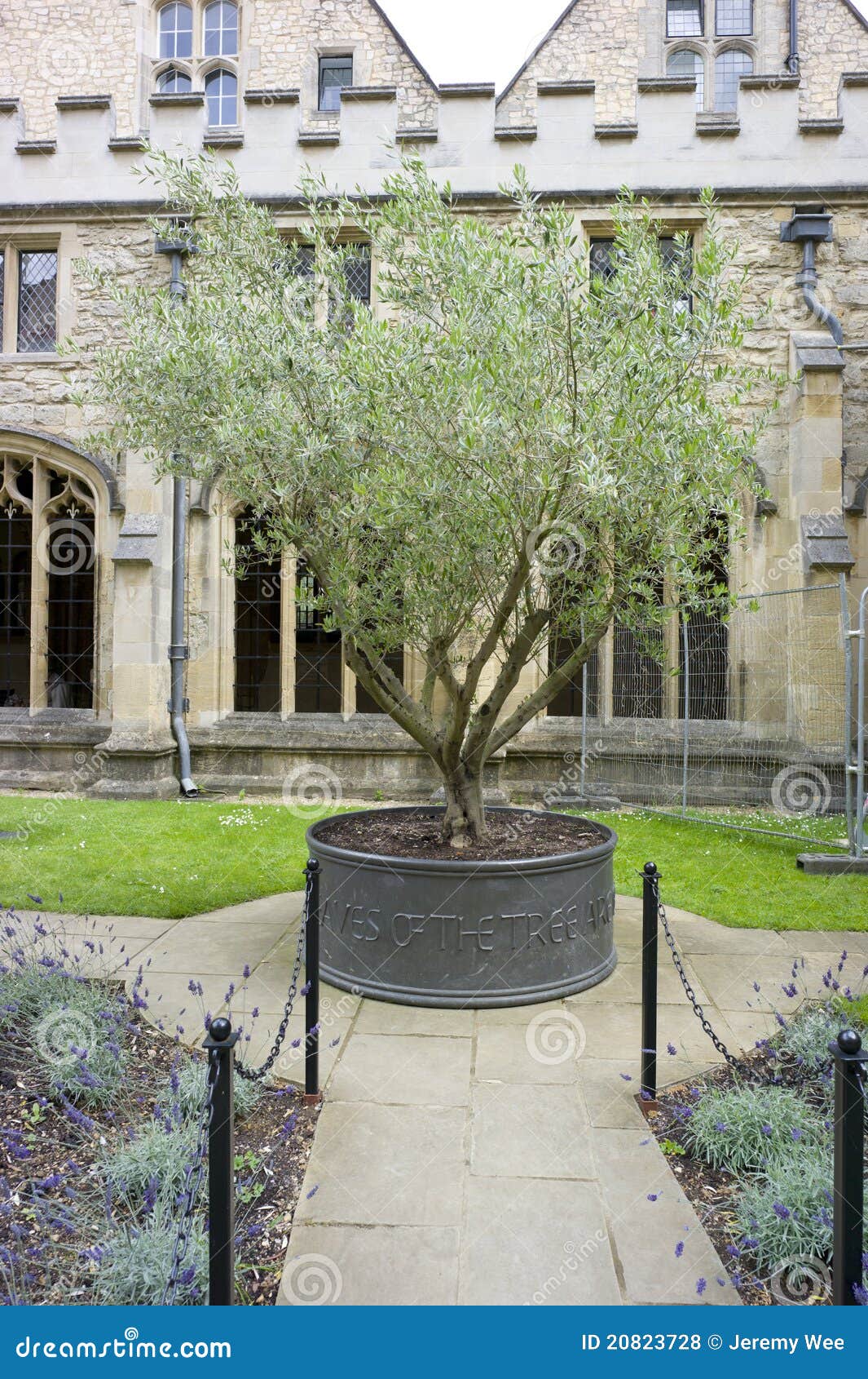 Olive tree at the Quad stock photo. Image of historical 20823728