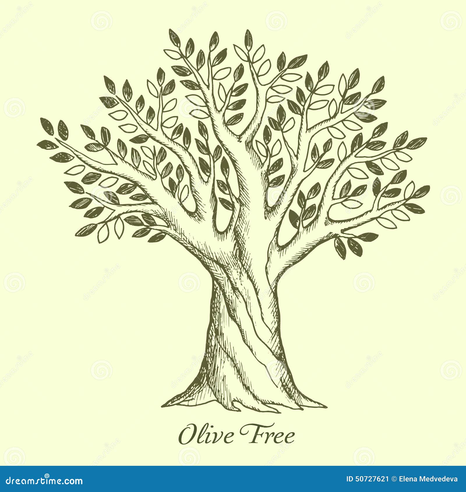 Mediterranean Cuisine Olive Drawing Sketch  Simple Olive Tree Drawing   763x1000 PNG Download  PNGkit